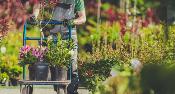 plants and shrubs in nursery