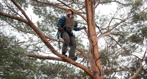student in a tree, safety gear and harness