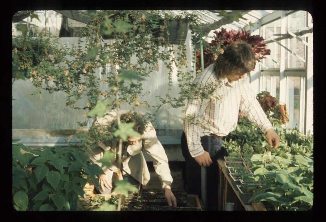 Greenhouse circa 1970's